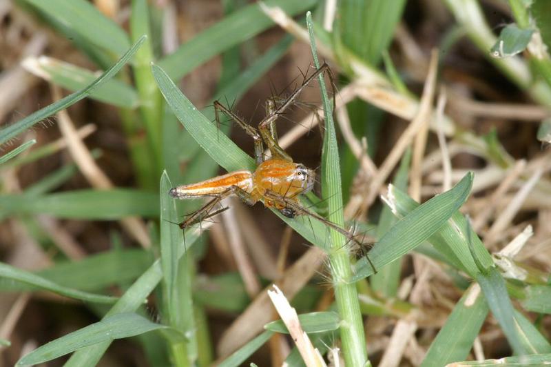 Oxyopes_quadrifasciatus_D4108_Z_85_Alexandra hills Brisbane_Australie.jpg